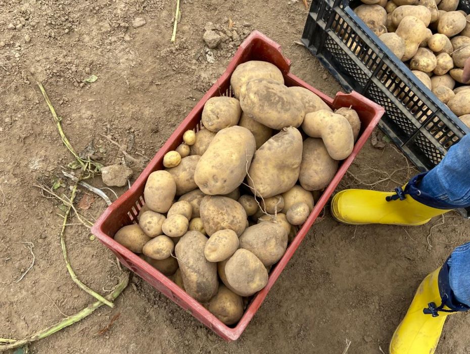 Markoldendorf Kartoffeln 2 web